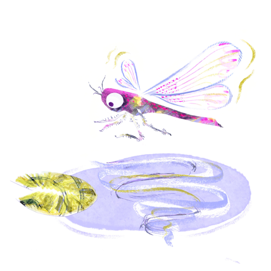 Peruvian Potato Farmer Illustration